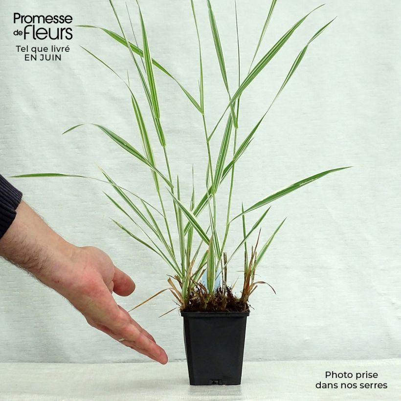 Exemplaar van Phalaris arundinacea Picta - Rietgras Kweekpotje van 8/9 cm zoals geleverd in de zomer