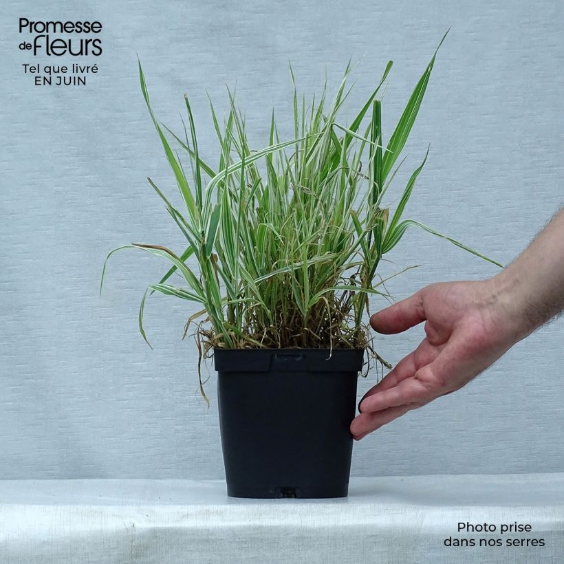 Exemplaar van Phalaris arundinacea Picta - Rietgras Pot van 2 l/3 l zoals geleverd in de zomer