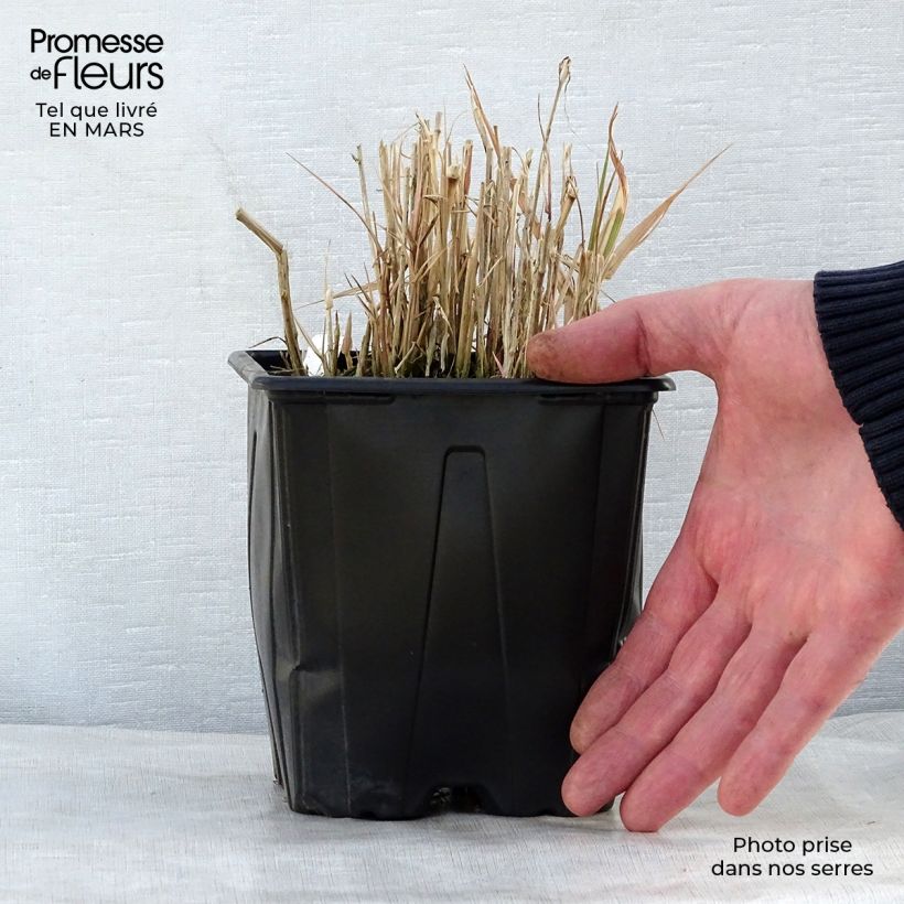 Exemplaar van Phalaris arundinacea Picta - Rietgras Pot van 2 l/3 l zoals geleverd in de lente