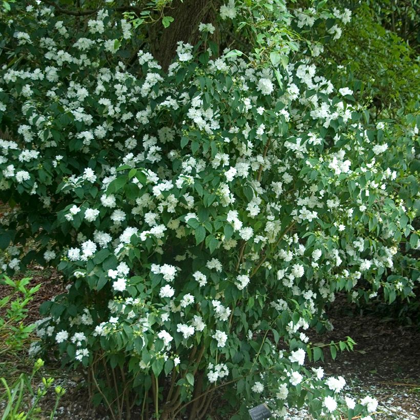 Philadelphus persica Bouquet Blanc - Boerenjasmijn (Groeiplaats)