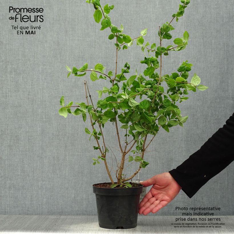 Exemplaar van Philadelphus persica Bouquet Blanc - Boerenjasmijn Pot van 2 l/3 l zoals geleverd in de lente