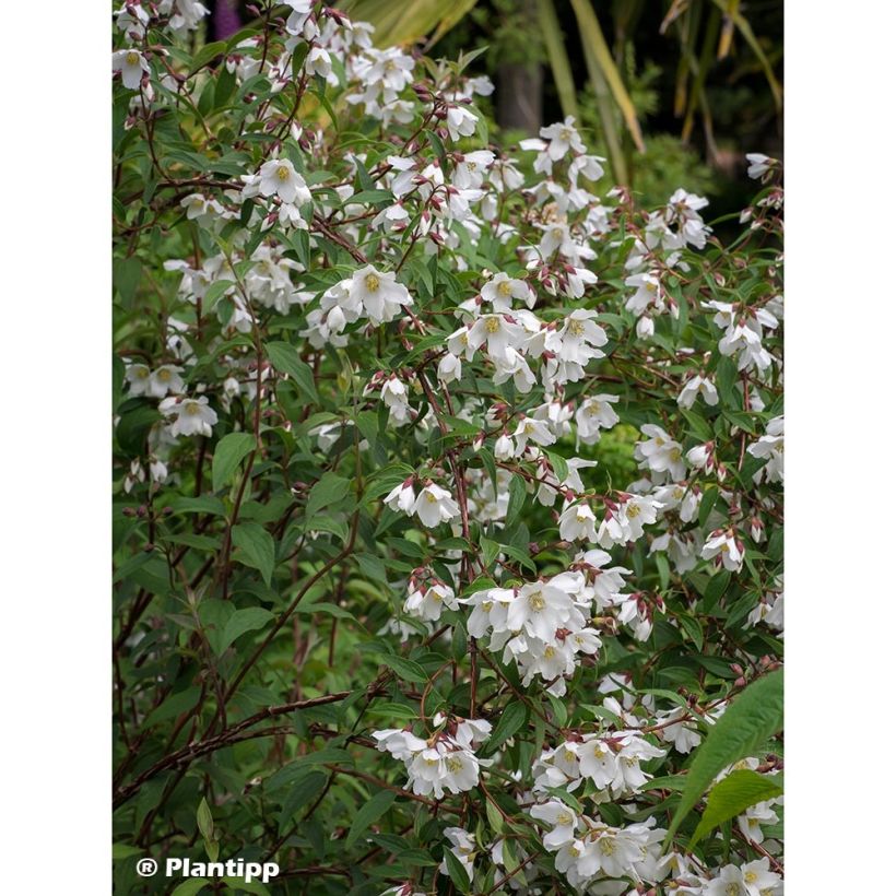 Philadelphus Dainty Lady - Boerenjasmijn (Groeiplaats)