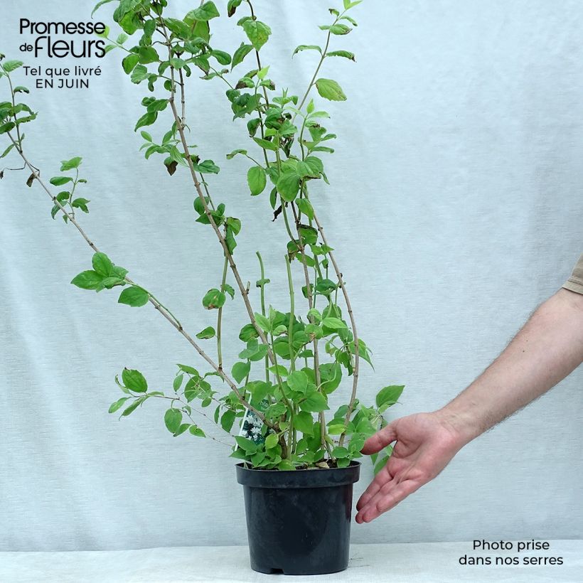 Exemplaar van Philadelphus Dame Blanche - Boerenjasmijn Pot van 3 l/4 l zoals geleverd in de zomer