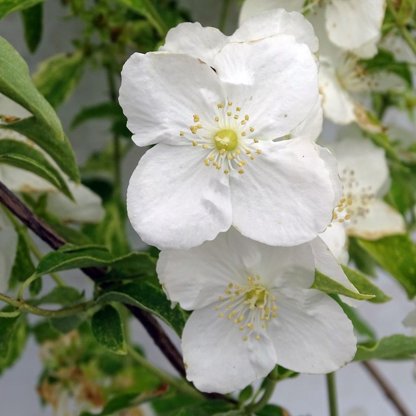 Philadelphus Innocence - Boerenjasmijn (Bloei)