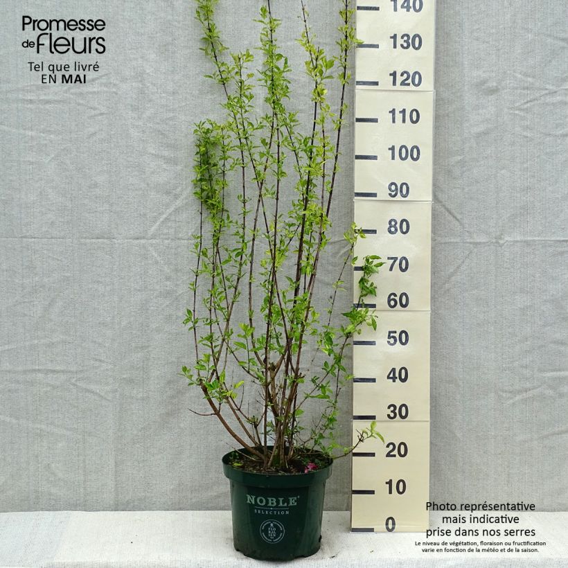 Exemplaar van Philadelphus Innocence - Boerenjasmijn Pot van 7,5 l/10 l zoals geleverd in de lente