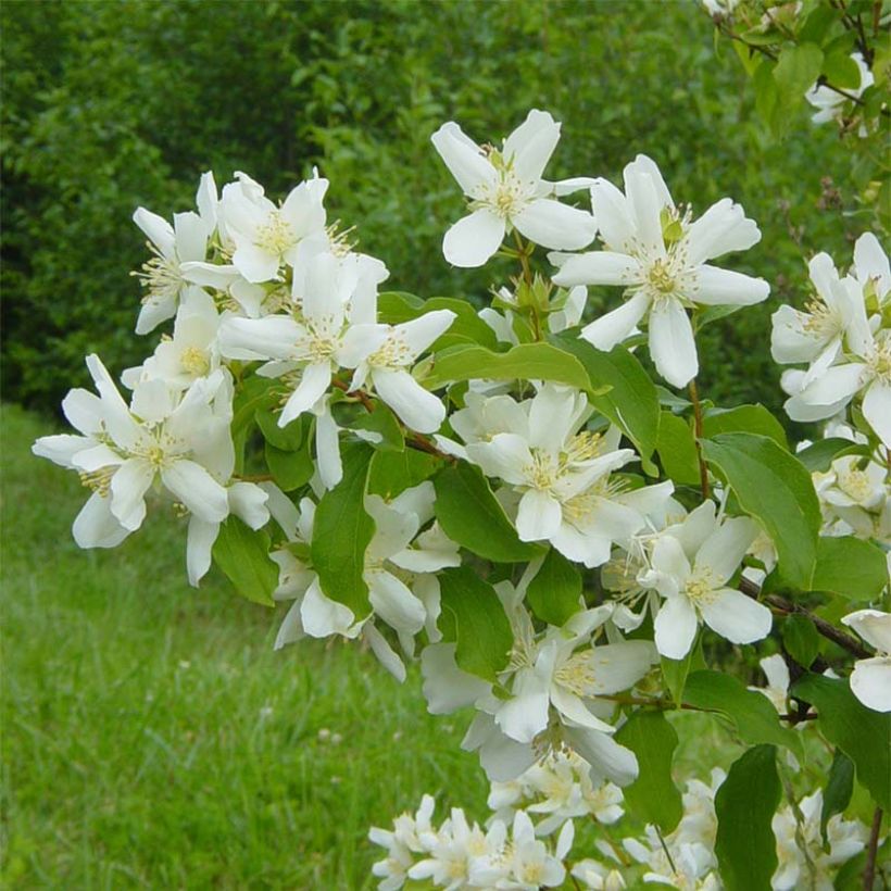 Philadelphus lemoinei - Boerenjasmijn (Bloei)