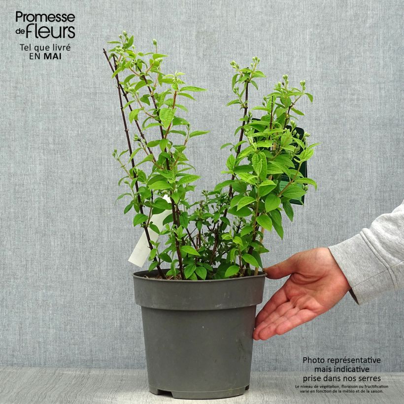Exemplaar van Philadelphus Little White Love - Boerenjasmijn Pot van 2 l/3 l zoals geleverd in de lente