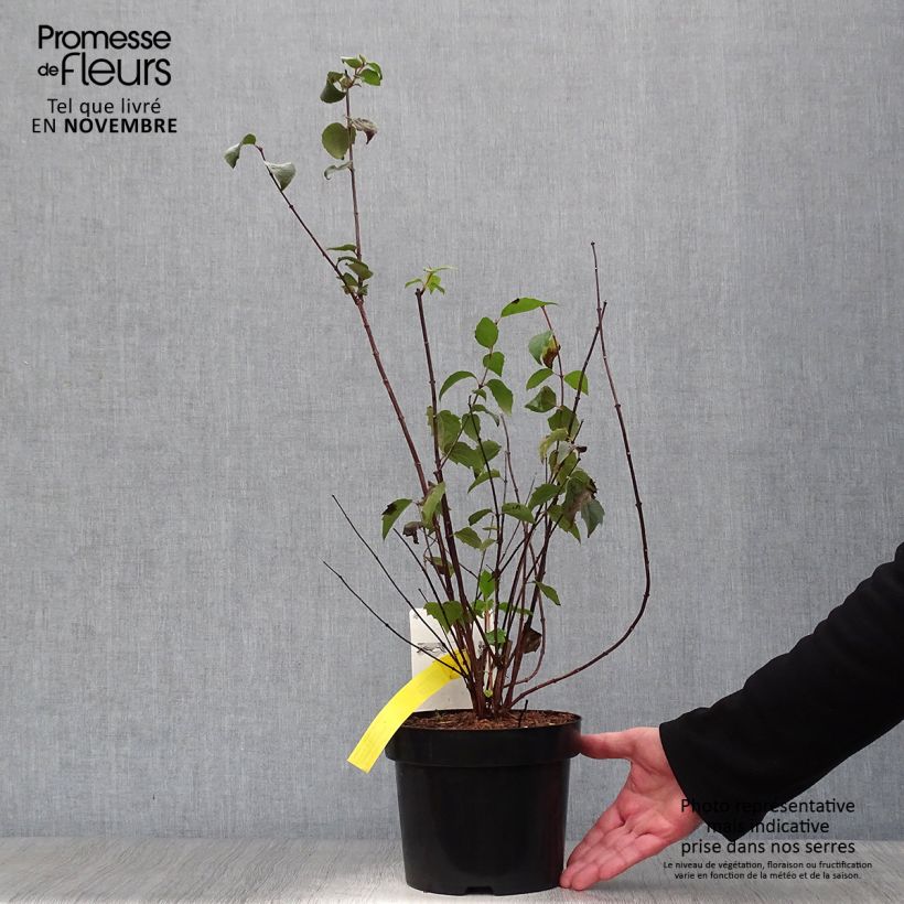 Exemplaar van Philadelphus virginalis Minnesota Snowflake - Boerenjasmijn Pot van 2 l/3 l zoals geleverd in de herfst