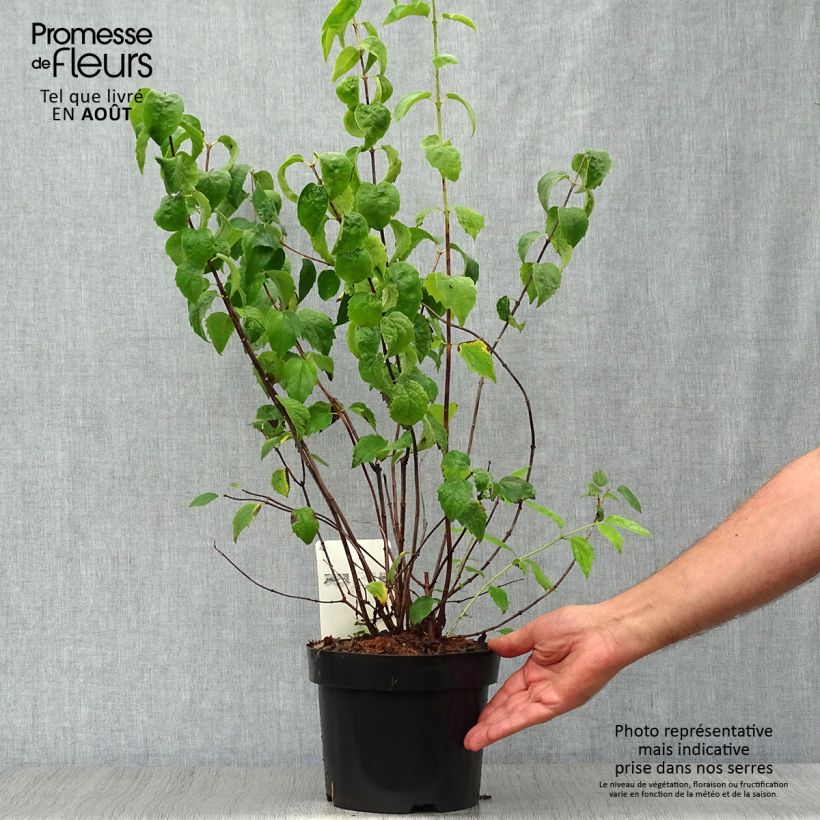 Exemplaar van Philadelphus virginalis Minnesota Snowflake - Boerenjasmijn Pot van 2 l/3 l zoals geleverd in de zomer