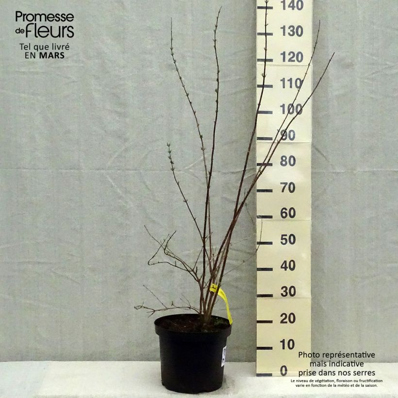 Example of Philadelphus Pearls of Perfume - Boerenjasmijn Pot van 4 l/5 l as you get in printemps