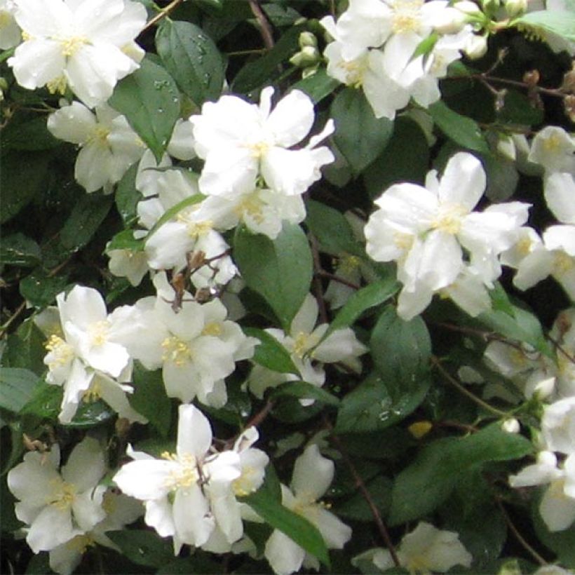 Philadelphus Virginal - Boerenjasmijn (Bloei)