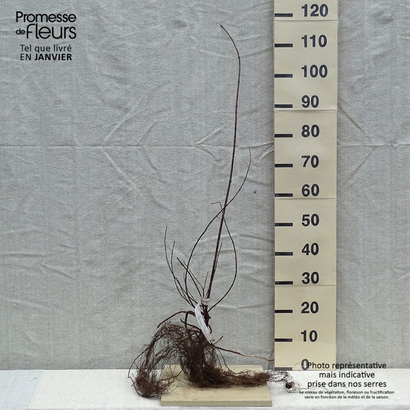 Exemplaar van Philadelphus Virginal - Boerenjasmijn Naakte wortel zoals geleverd in de winter