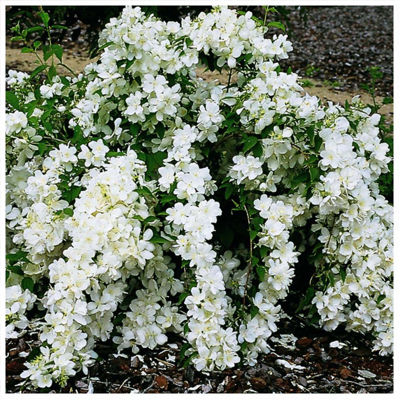 Philadelphus White Rock - Boerenjasmijn (Bloei)