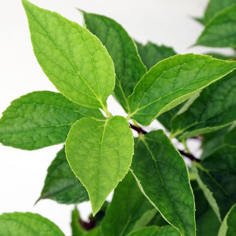 Philadelphus coronarius - Boerenjasmijn (Blad)
