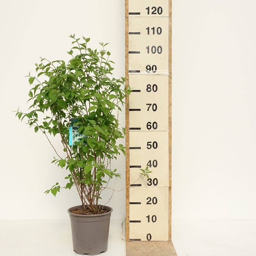 Exemplaar van Philadelphus coronarius - Boerenjasmijn Pot van 4 l/5 l zoals geleverd in de lente