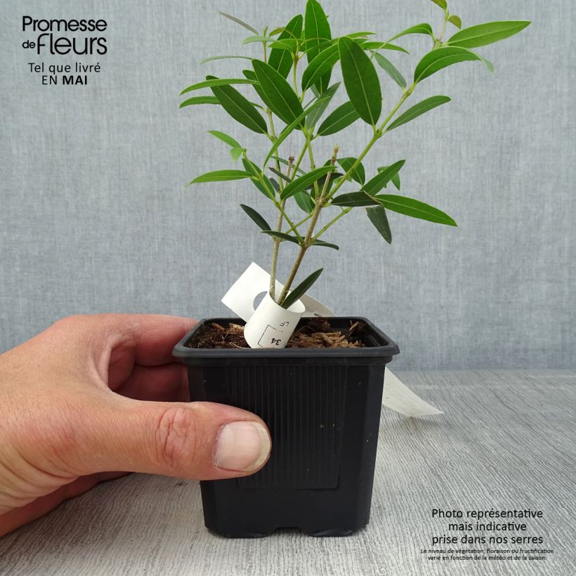Exemplaar van Phillyrea angustifolia Rosmarinifolia - Steenlinde Kweekpotje van 8/9 cm zoals geleverd in de lente