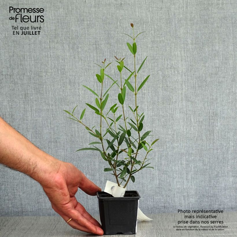 Exemplaar van Phillyrea angustifolia Rosmarinifolia - Steenlinde Kweekpotje van 8/9 cm zoals geleverd in de zomer