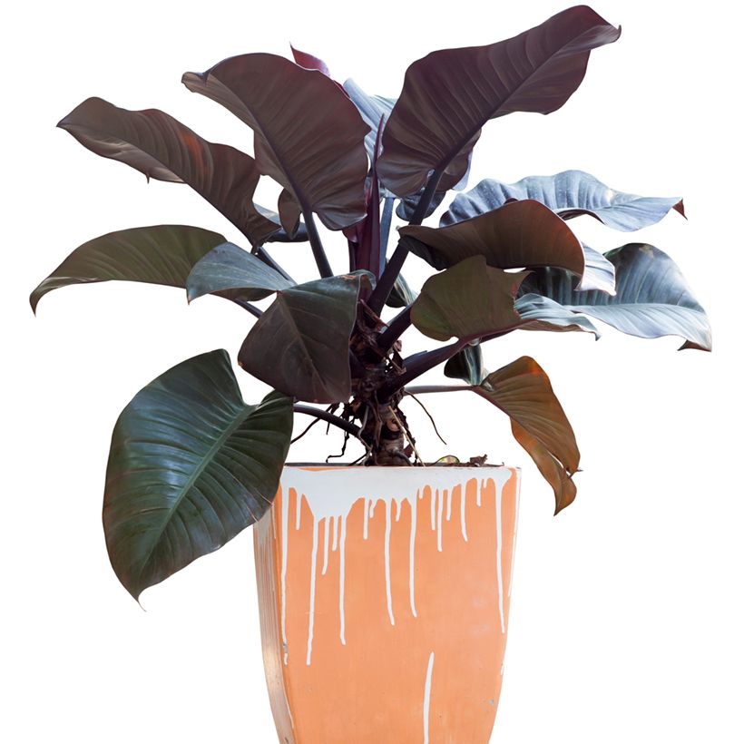 Philodendron Black Cardinal (Groeiplaats)