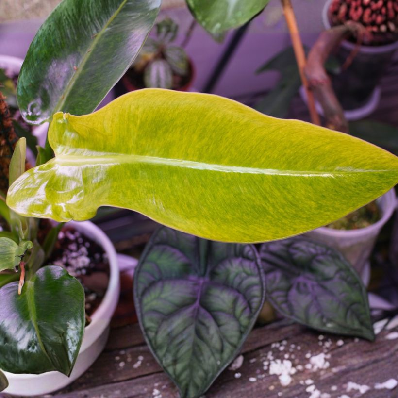 Philodendron Calkins Gold (Blad)