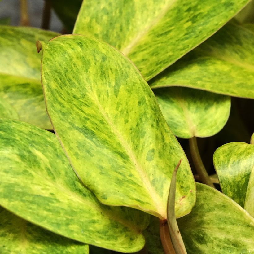 Philodendron Calkins Gold (Blad)