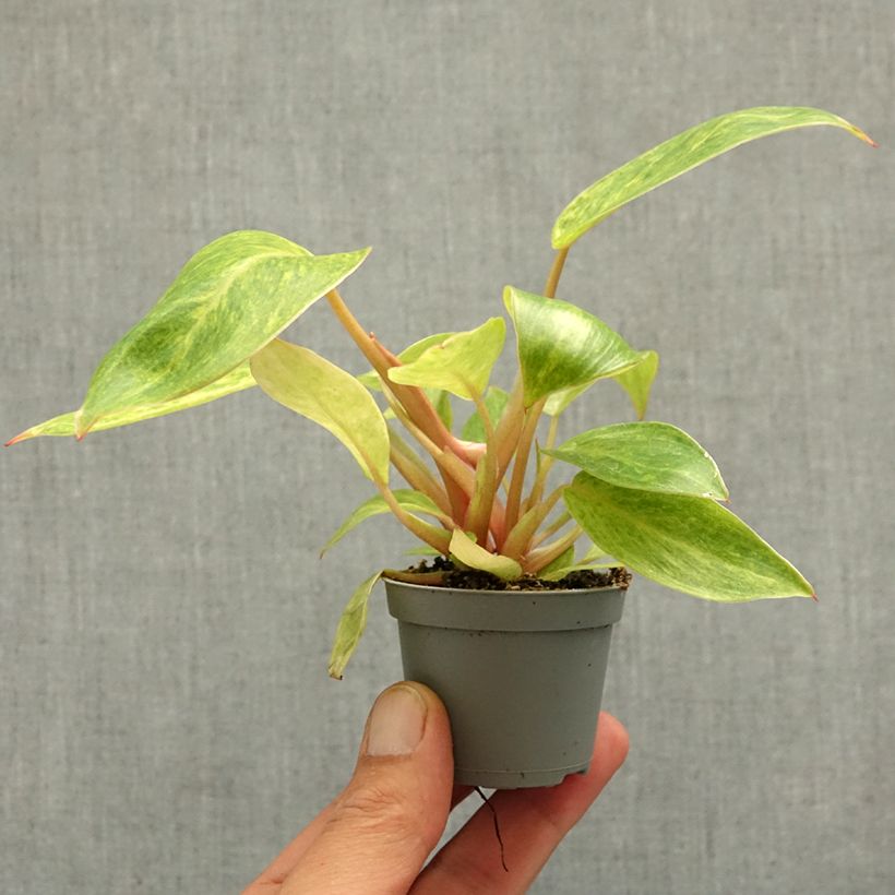 Exemplaar van Philodendron Calkins Gold Mini-kamerplanten zoals geleverd in de lente