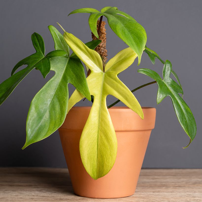 Philodendron Florida Ghost (Groeiplaats)