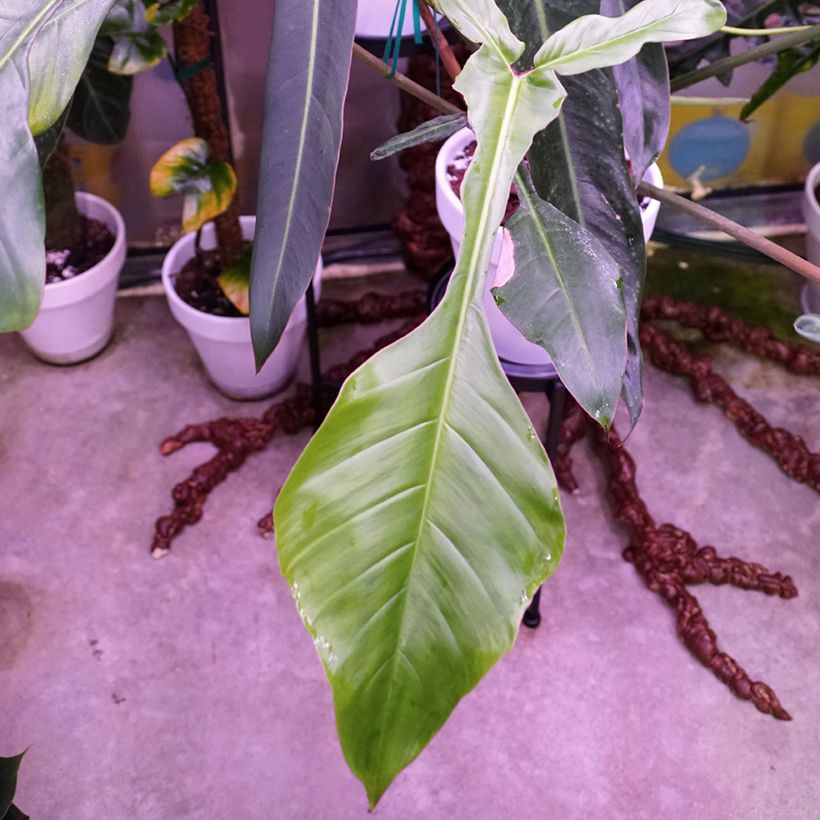 Philodendron joepii (Blad)
