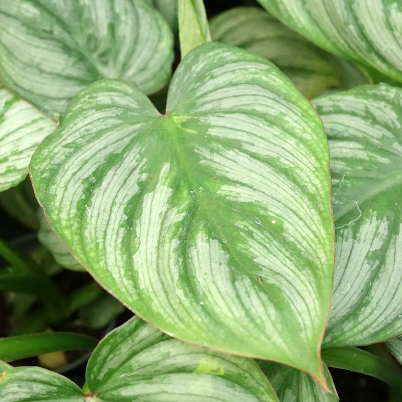 Philodendron McDowell (Blad)