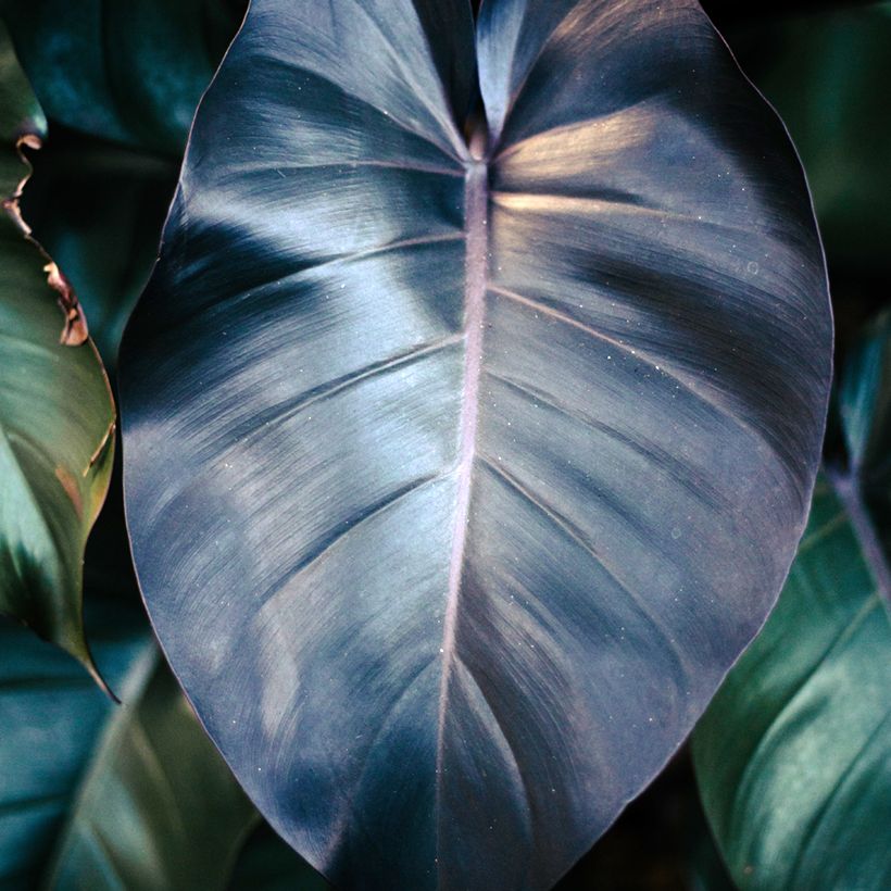 Philodendron Royal Queen (Blad)