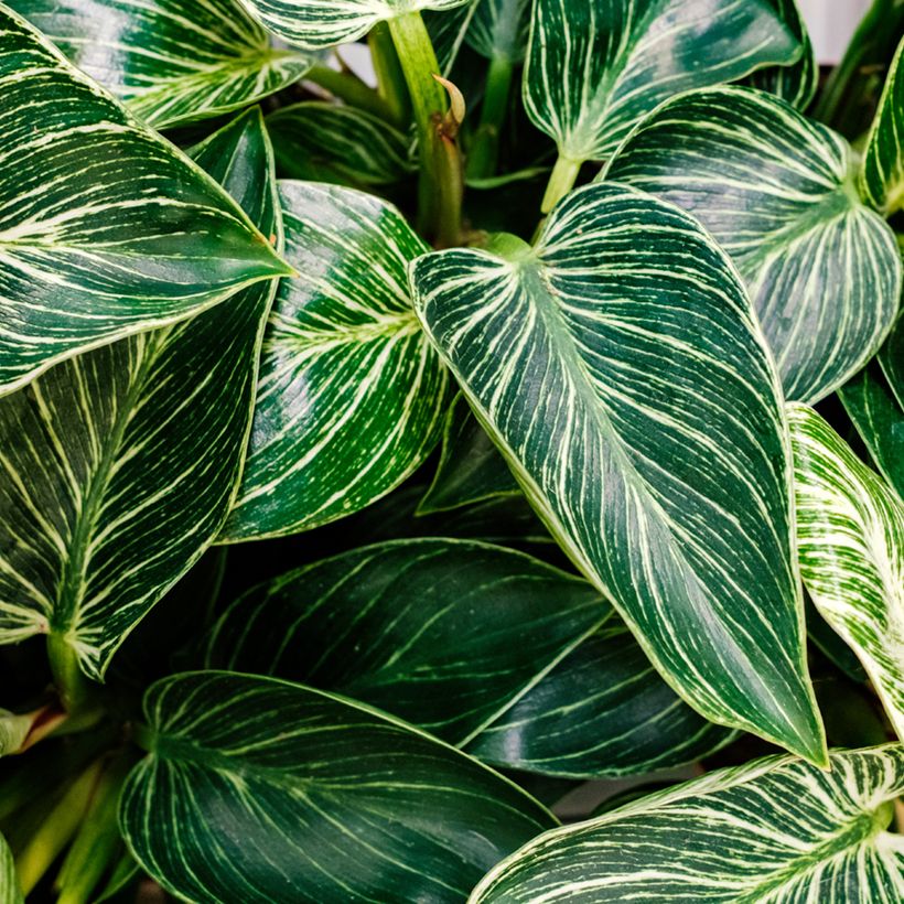 Philodendron Birkin White Measure (Blad)