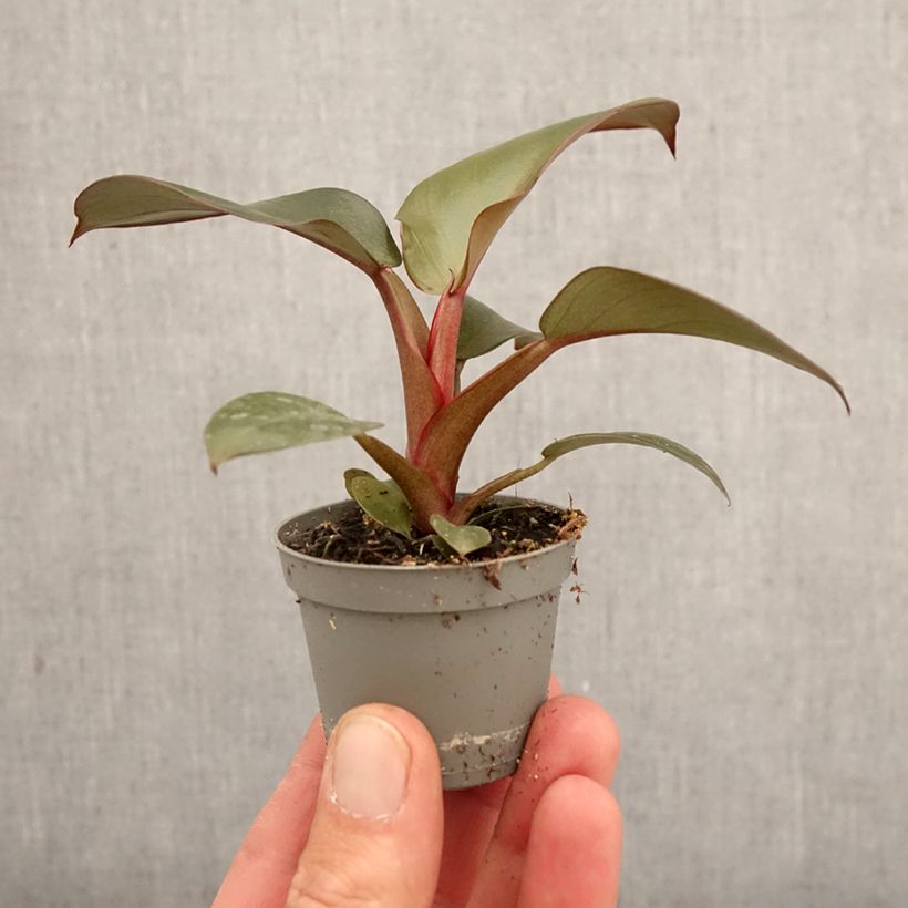 Exemplaar van Philodendron Black Cardinal Mini-kamerplanten zoals geleverd in de lente