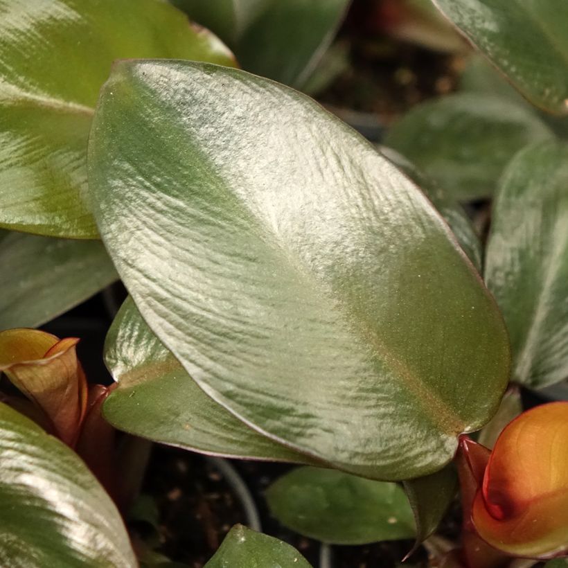 Philodendron Black Cardinal (Blad)