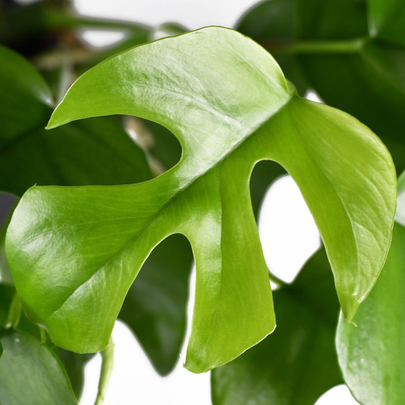 Rhaphidophora tetrasperma - Mini Monstera (Blad)