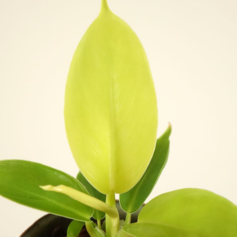Philodendron Moonlight (Blad)