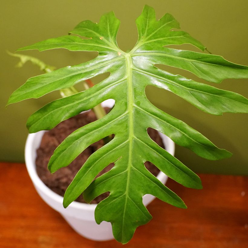 Philodendron radiatum (Blad)