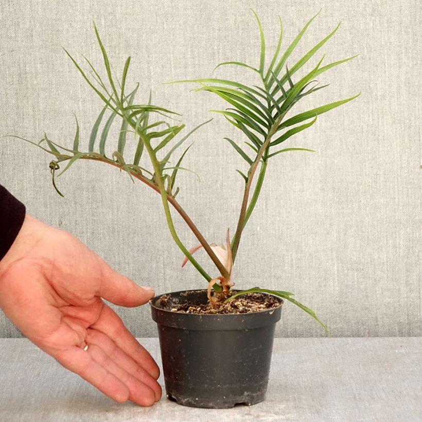 Exemplaar van Philodendron tortum Pot van 12 cm / 13 cm zoals geleverd in de lente