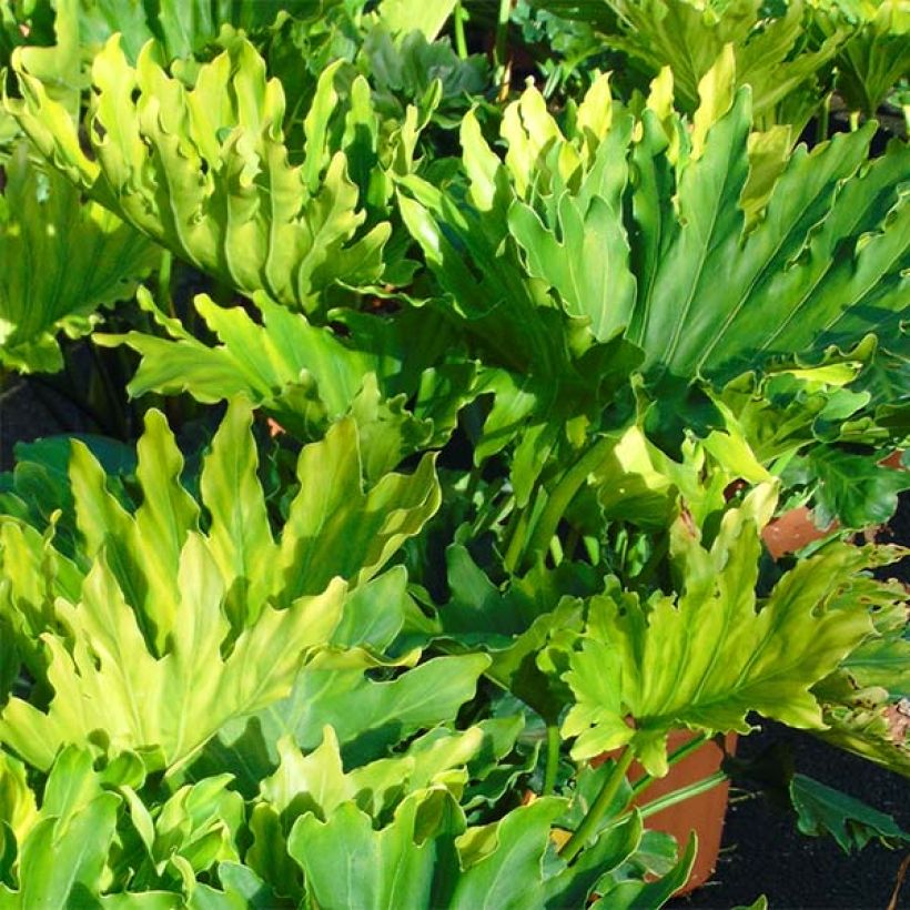 Philodendron Hope (Blad)