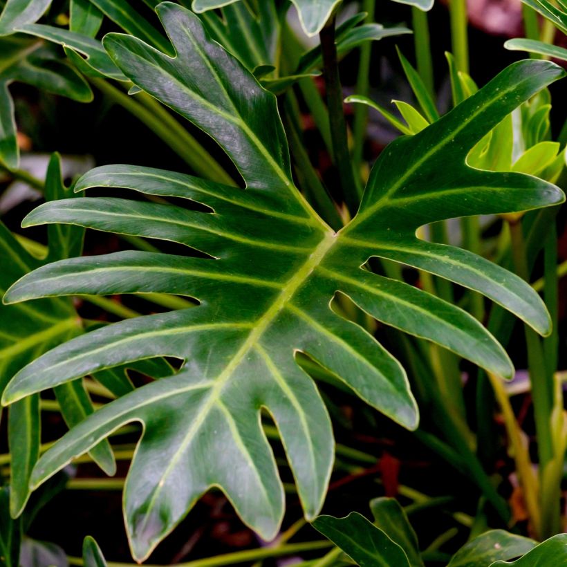 Philodendron xanadu - Xanadu (Blad)