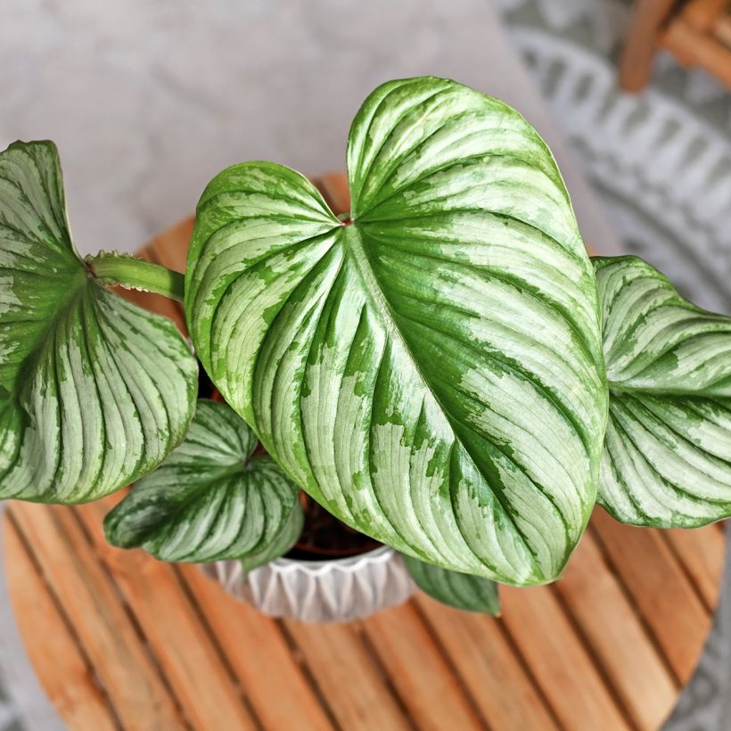Philodendron mamei (Blad)