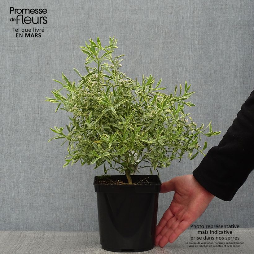 Example of Philotheca myoporoides Gold Touch - Wasbloem Pot van 3 l/4 l as you get in printemps