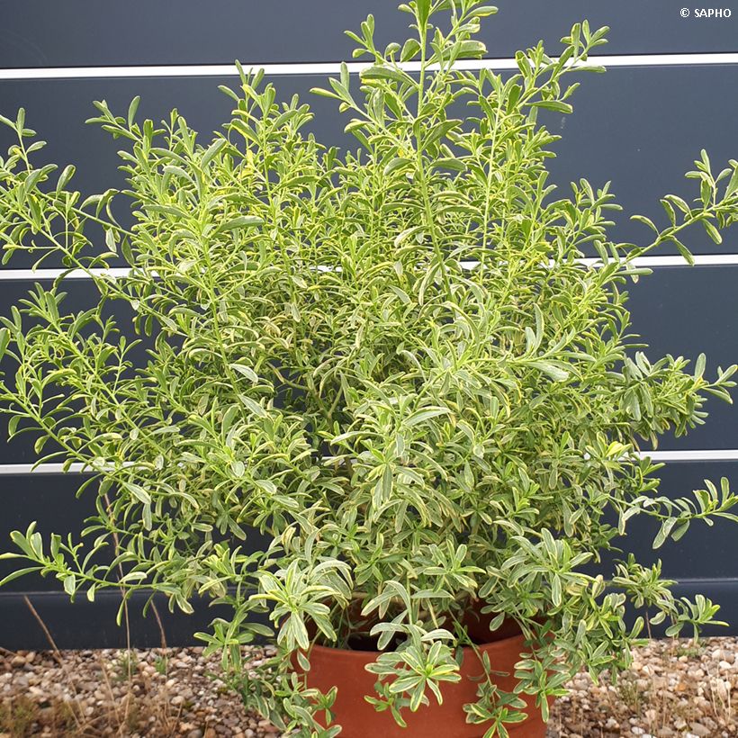 Philotheca myoporoides Gold Touch - Wasbloem (Plant habit)