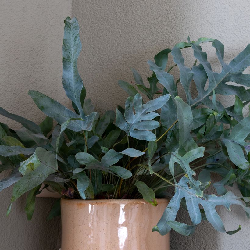 Phlebodium Blue Star - Fougère bleue (Blad)