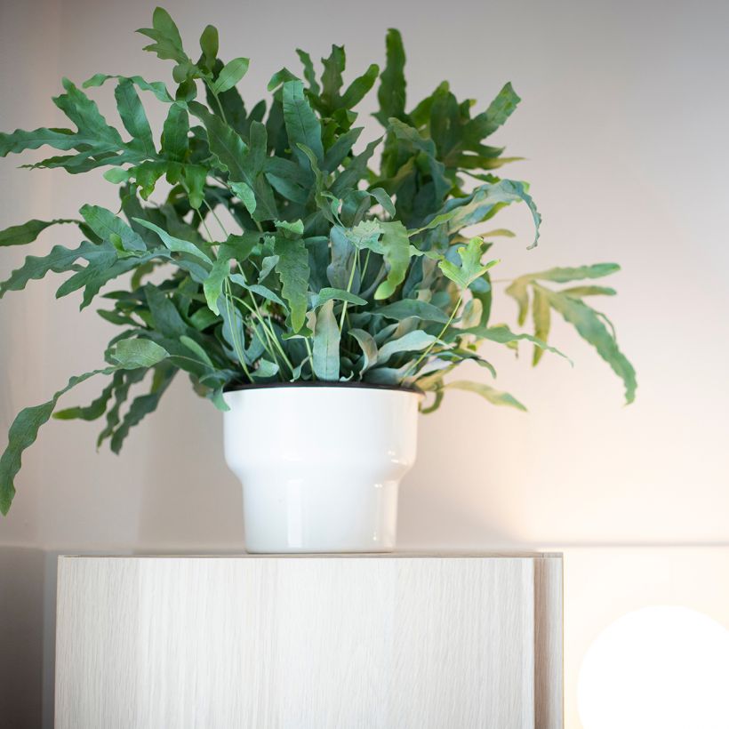 Phlebodium Blue Star - Fougère bleue (Groeiplaats)