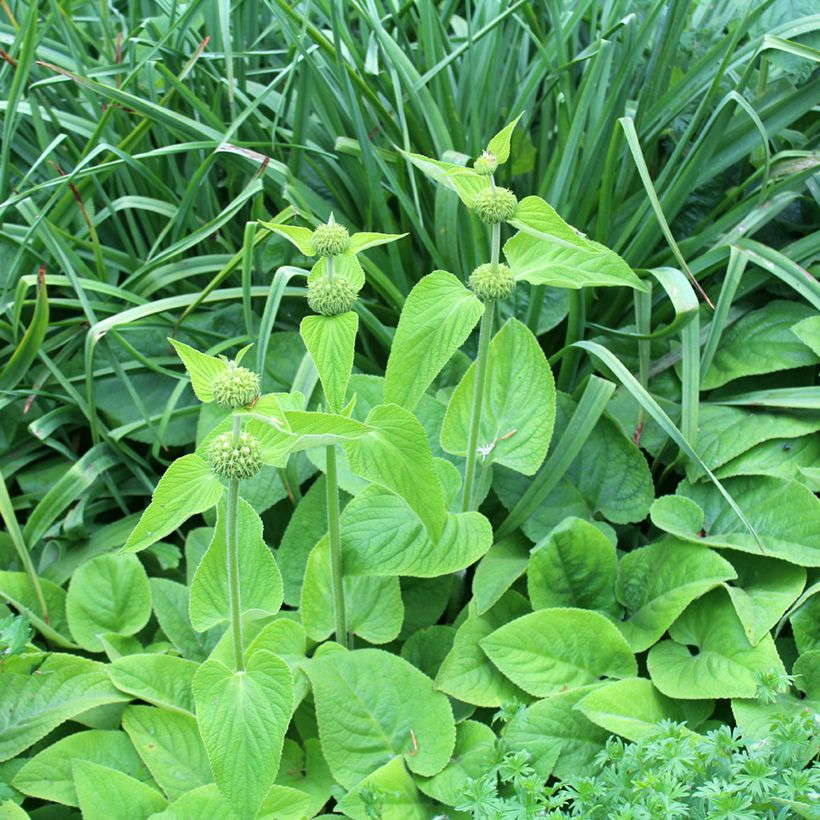 Phlomis russeliana - Brandkruid (Groeiplaats)