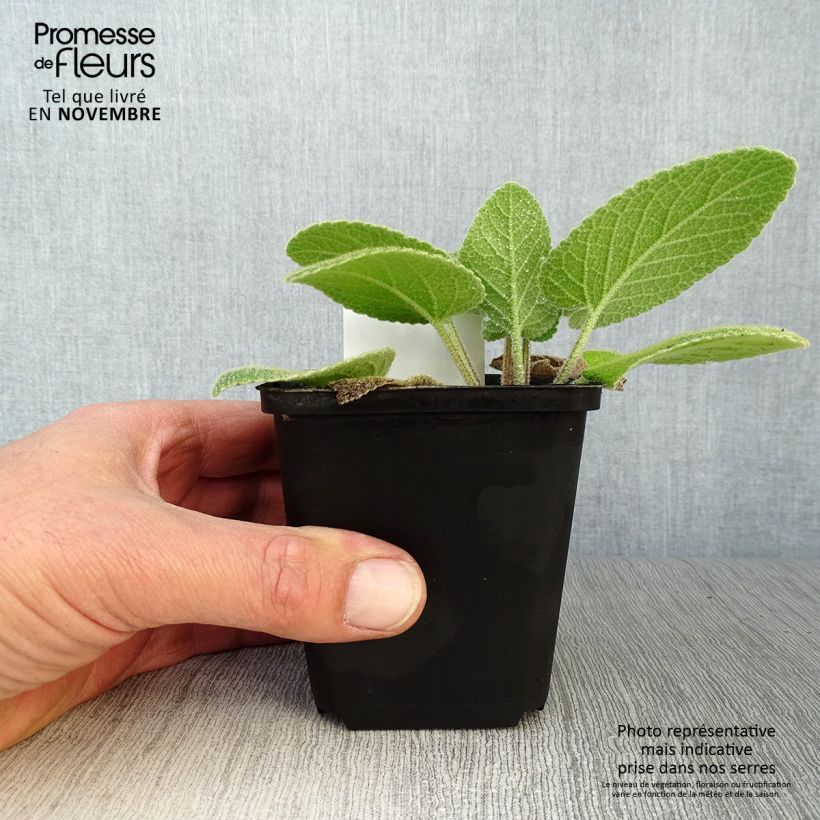 Exemplaar van Phlomis russeliana - Brandkruid Kweekpotje van 8/9 cm zoals geleverd in de herfst