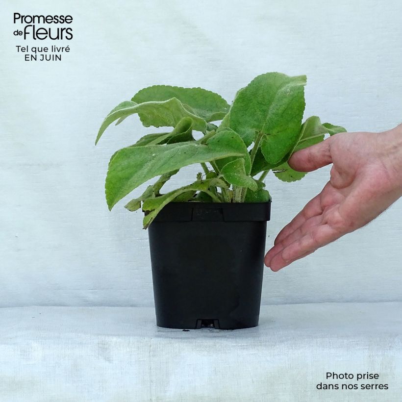 Exemplaar van Phlomis russeliana - Brandkruid Pot van 2 l/3 l zoals geleverd in de zomer