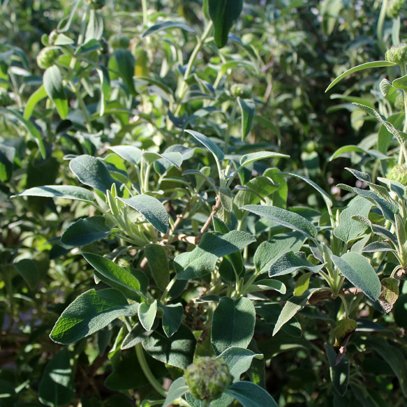 Brandkruid - Phlomis fruticosa (Blad)