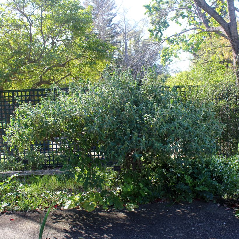 Brandkruid - Phlomis fruticosa (Groeiplaats)