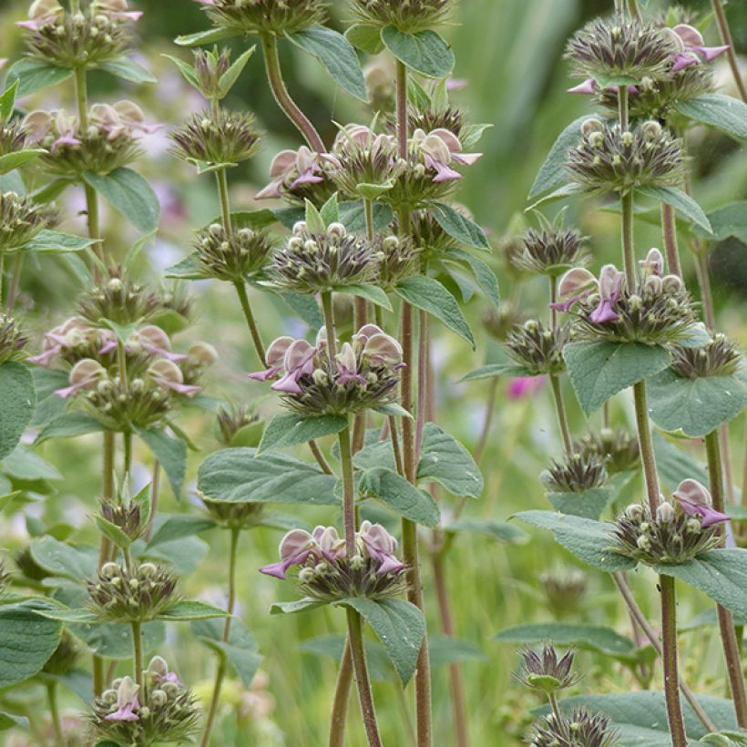 Phlomis samia - Brandkruid (Bloei)