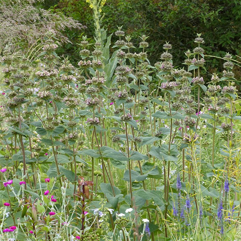 Phlomis samia - Brandkruid (Groeiplaats)